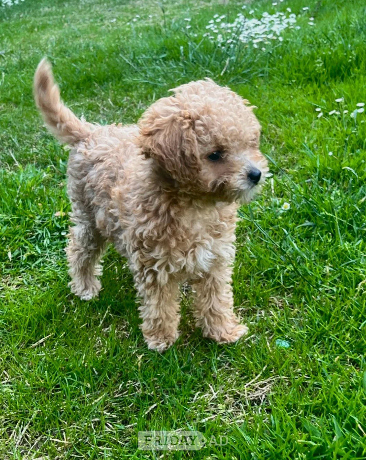 Tiny Asian Toy Poodle Puppies ( ONLY ONE LEFT) - Dogs & Puppies