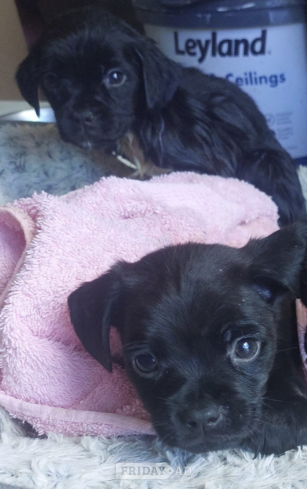Pug / staff pups in Crawley