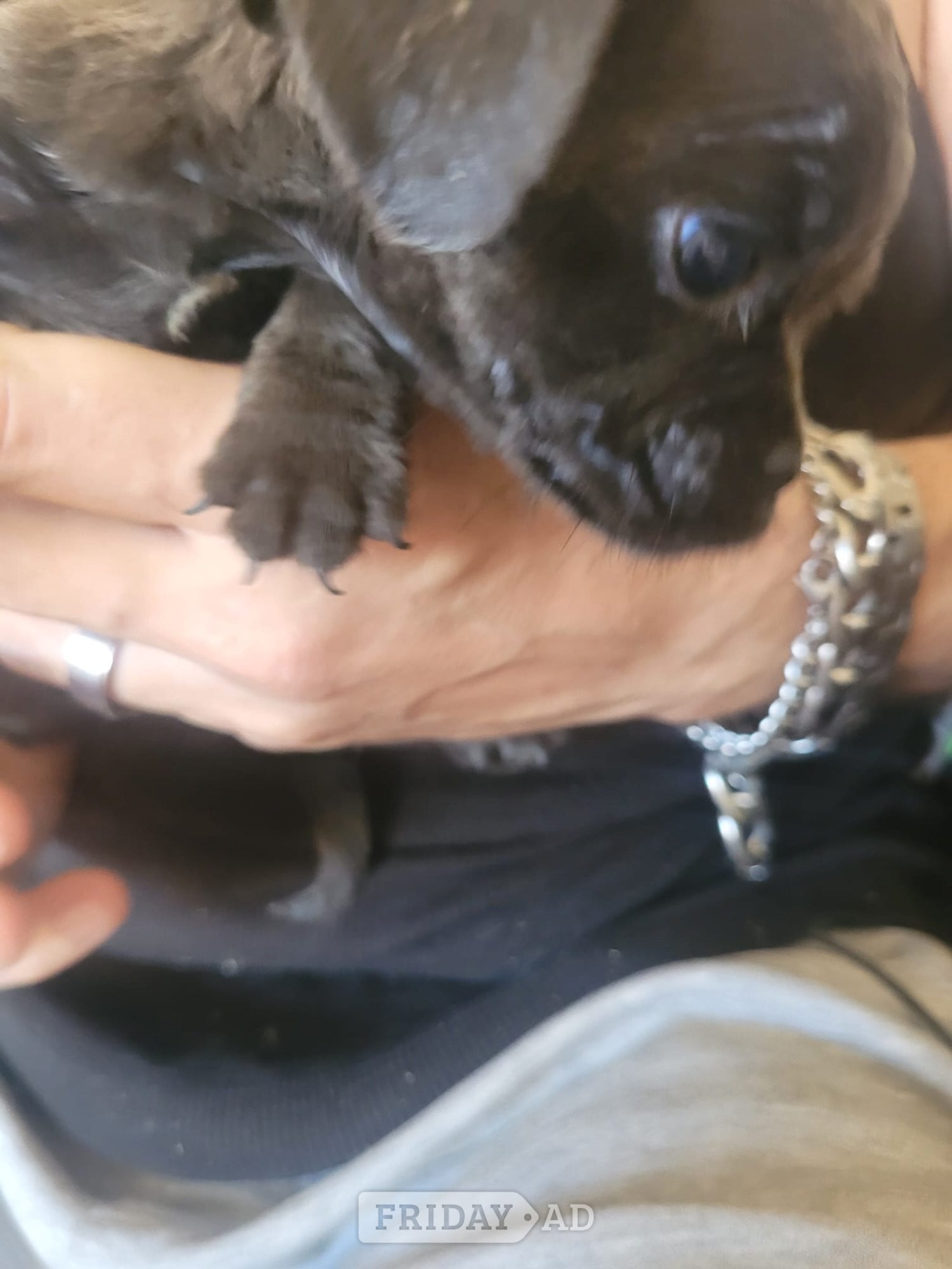 Pug / staff pups