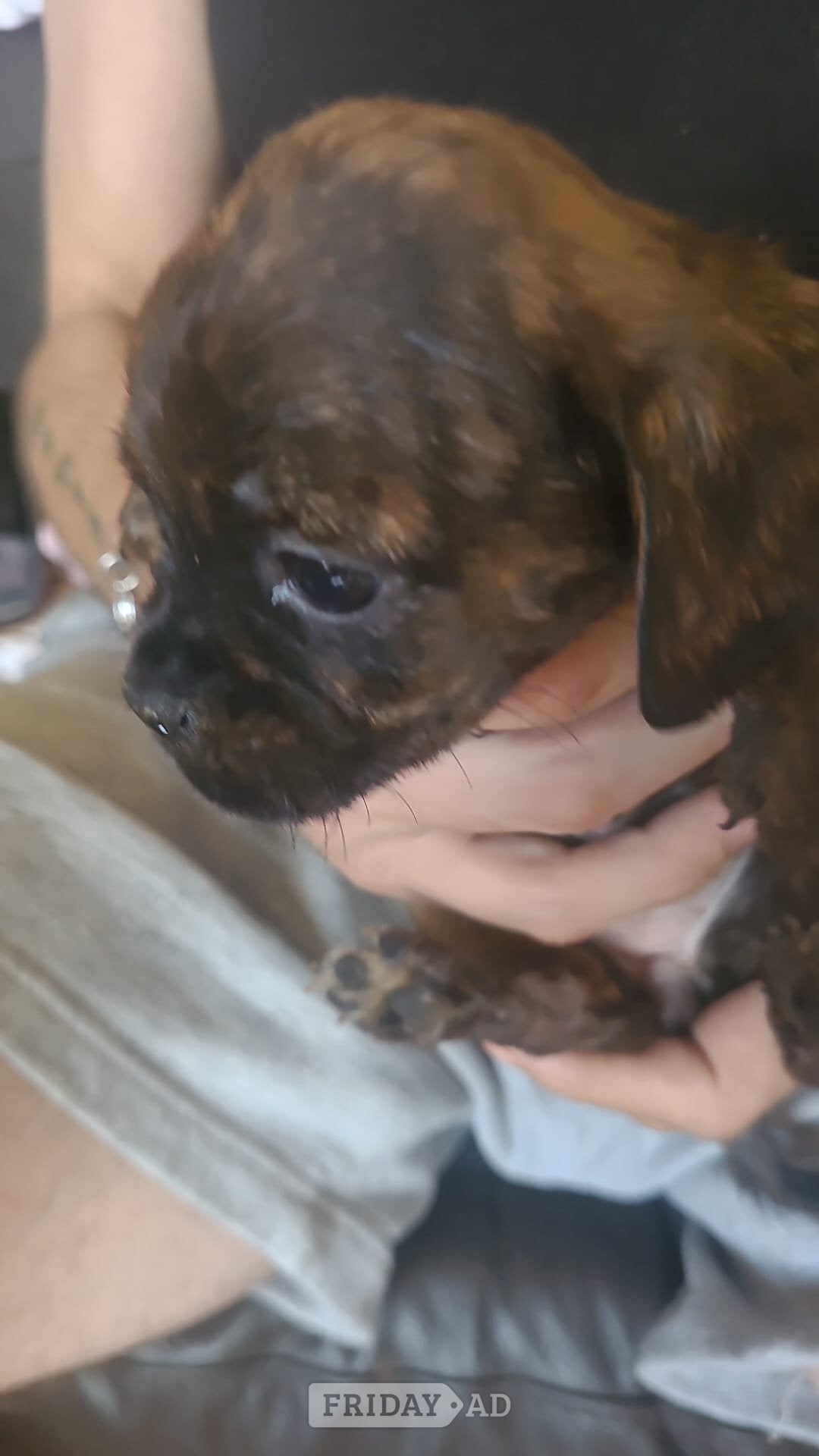 Crawley Pug / staff pups