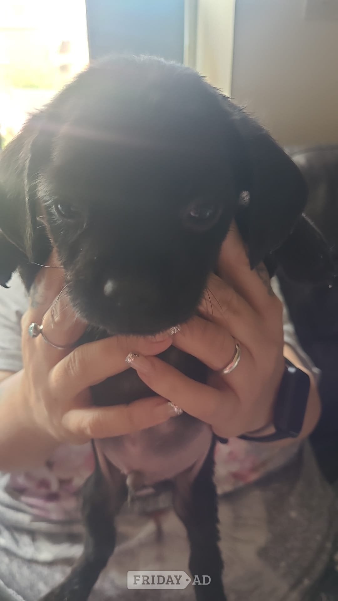 Pug / staff pups - Dogs & Puppies in Crawley