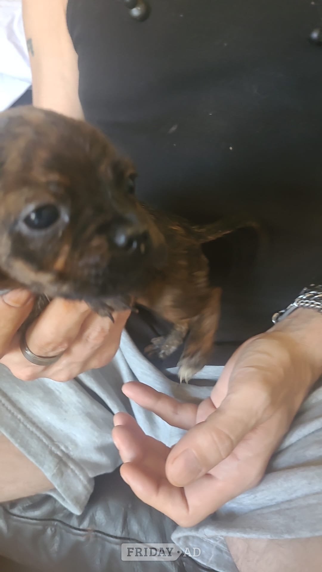 Pug / staff pups - Dogs & Puppies