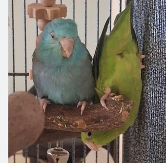 Parrotlet  pair for sale male and female 