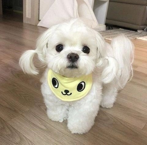 Maltipoo 6.3 weeks  - Pet Accessories & Supplies in Manchester