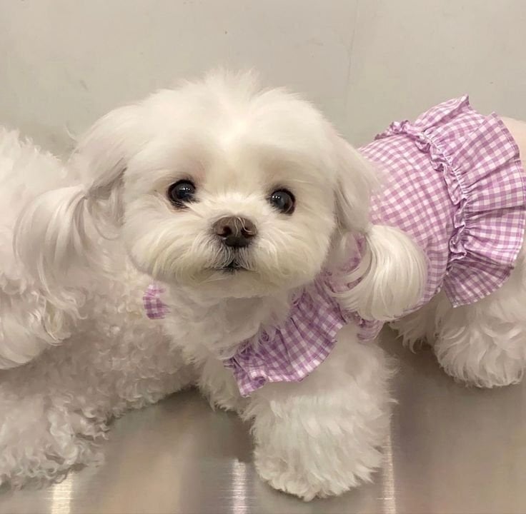Maltipoo 6.3 weeks  - Pet Accessories & Supplies