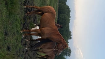 6yo unbroken chestnut mare