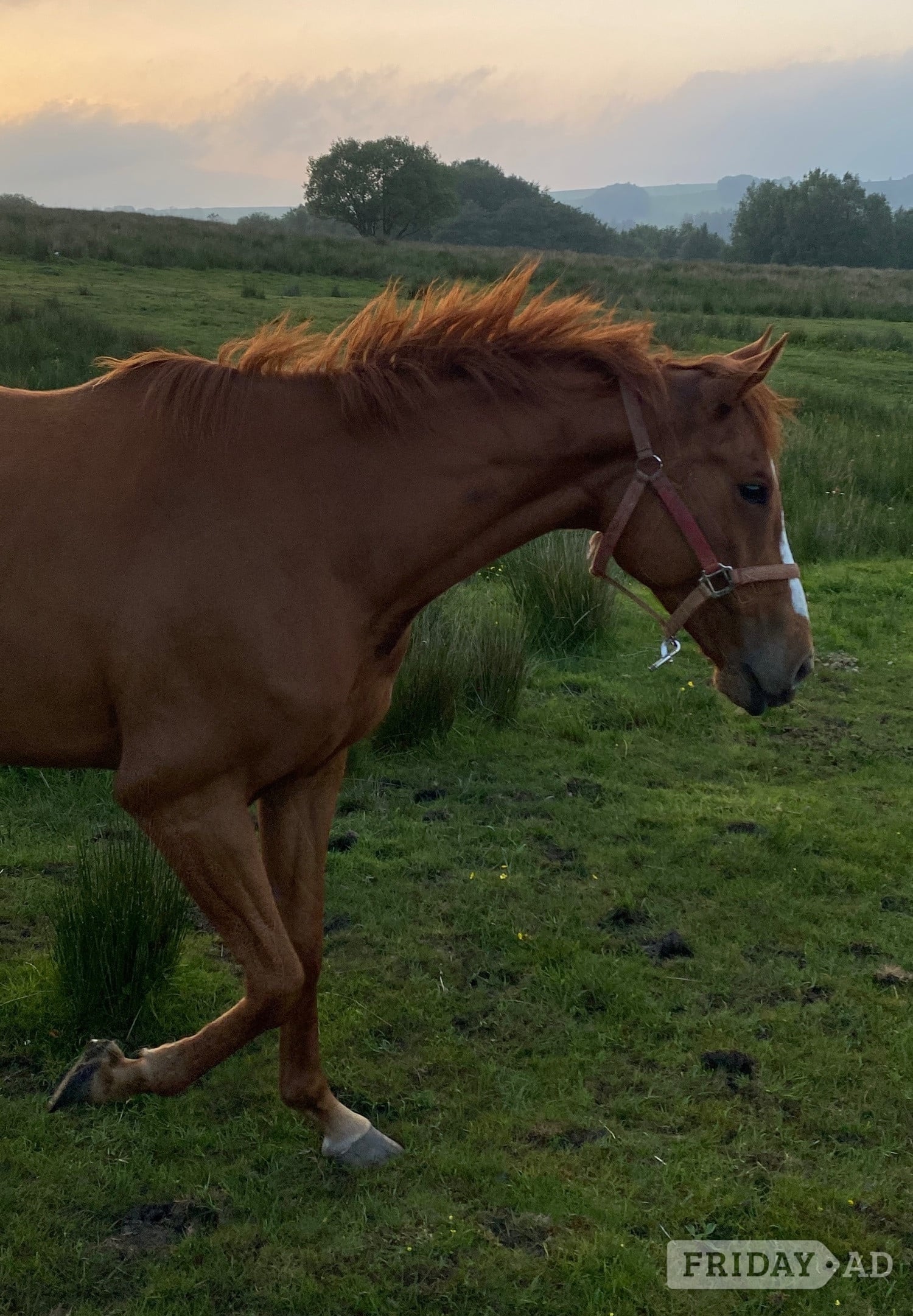 6yo unbroken chestnut mare