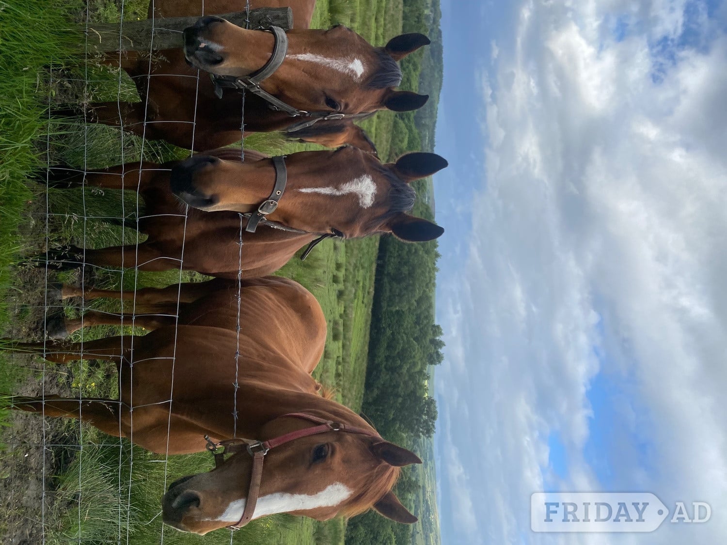 Manchester 6yo unbroken chestnut mare