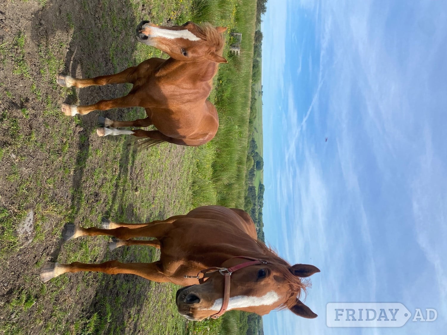 6yo unbroken chestnut mare - Horses in Manchester