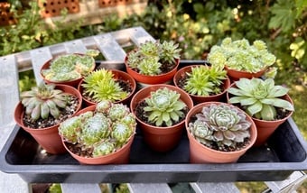 Assorted Sempervivum all home grown