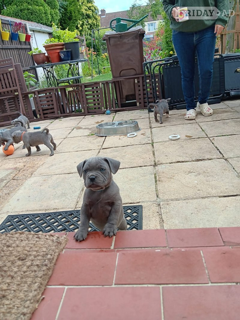  Worthy Staffordshire Bull Terrir Puppies