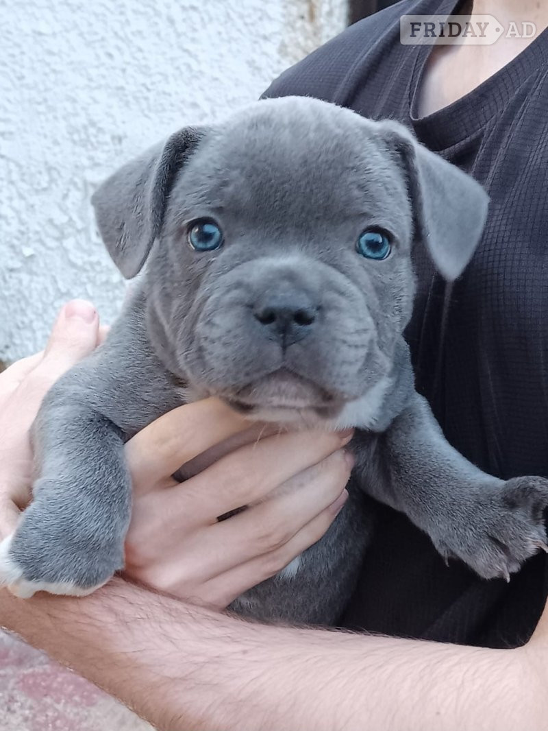 Worcester  Worthy Staffordshire Bull Terrir Puppies