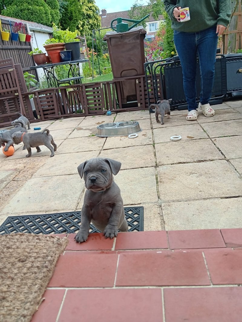  Worthy Staffordshire Bull Terrir Puppies