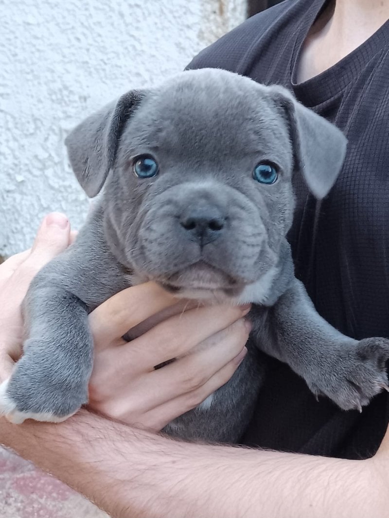 Worcester  Worthy Staffordshire Bull Terrir Puppies