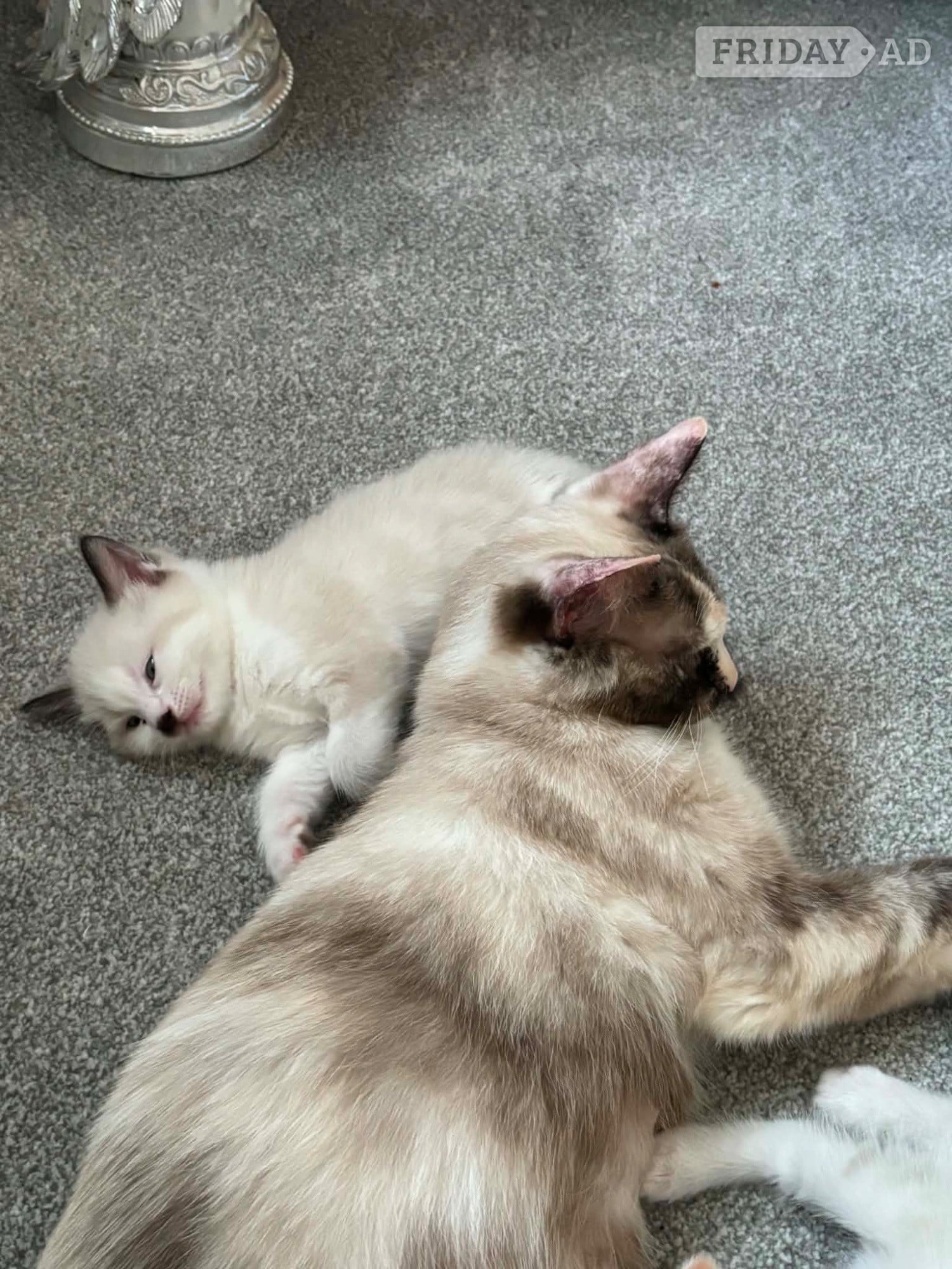 Beautiful ragdoll kitten for sale  in Hassocks