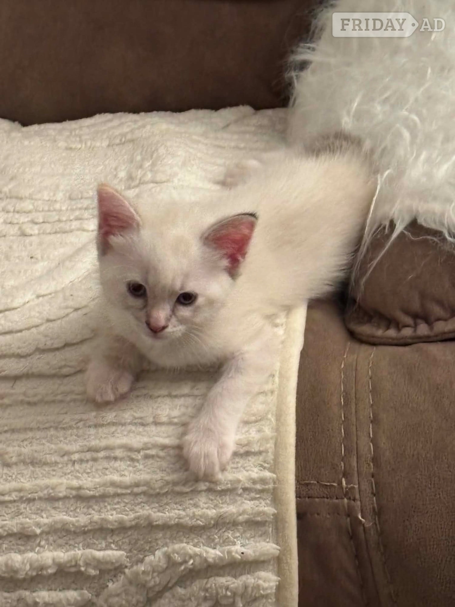 Beautiful ragdoll kitten for sale 