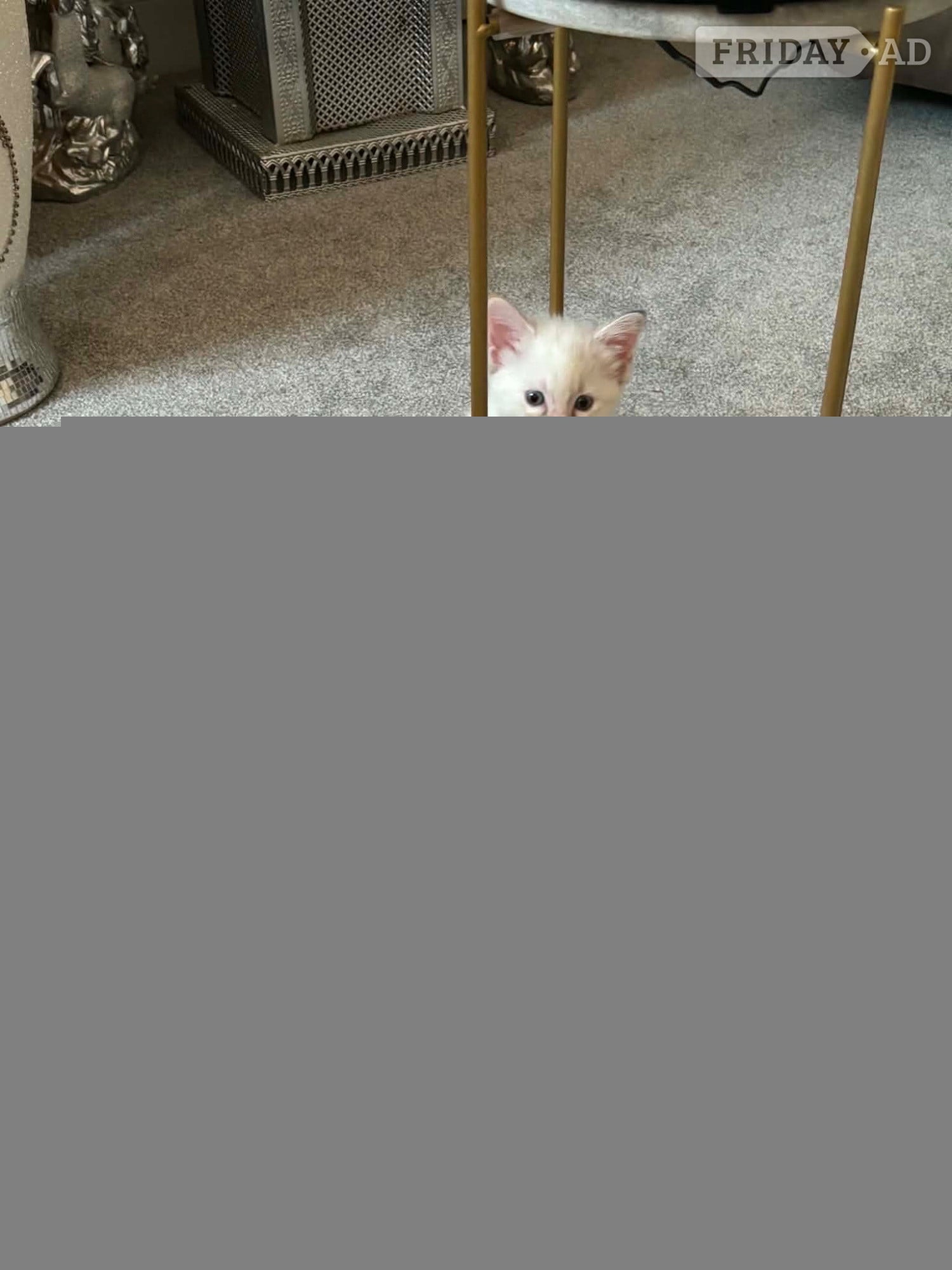 Hassocks Beautiful ragdoll kitten for sale 