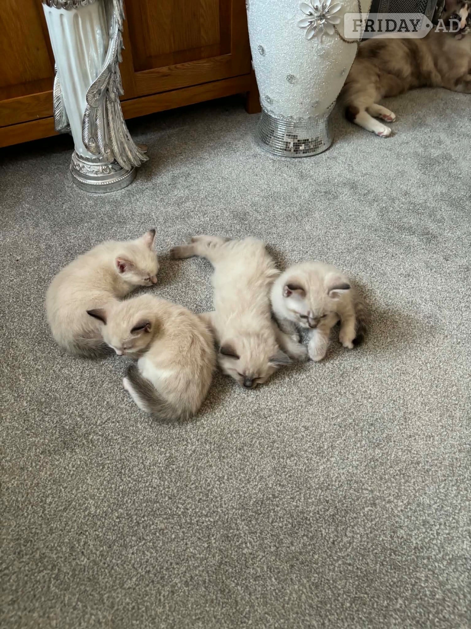 Beautiful ragdoll kitten for sale  - Cats & Kittens in Hassocks