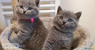 Pure Breed Tinker,mike,Ann,Cindy Kittens