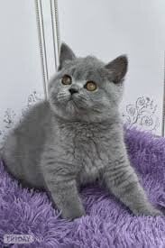 Pure Breed Tinker,mike,Ann,Cindy Kittens - Cats & Kittens in London