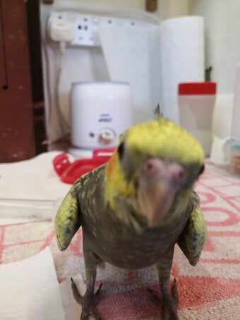 Cockatiel ( 12 weeks old ) Hand Reared 