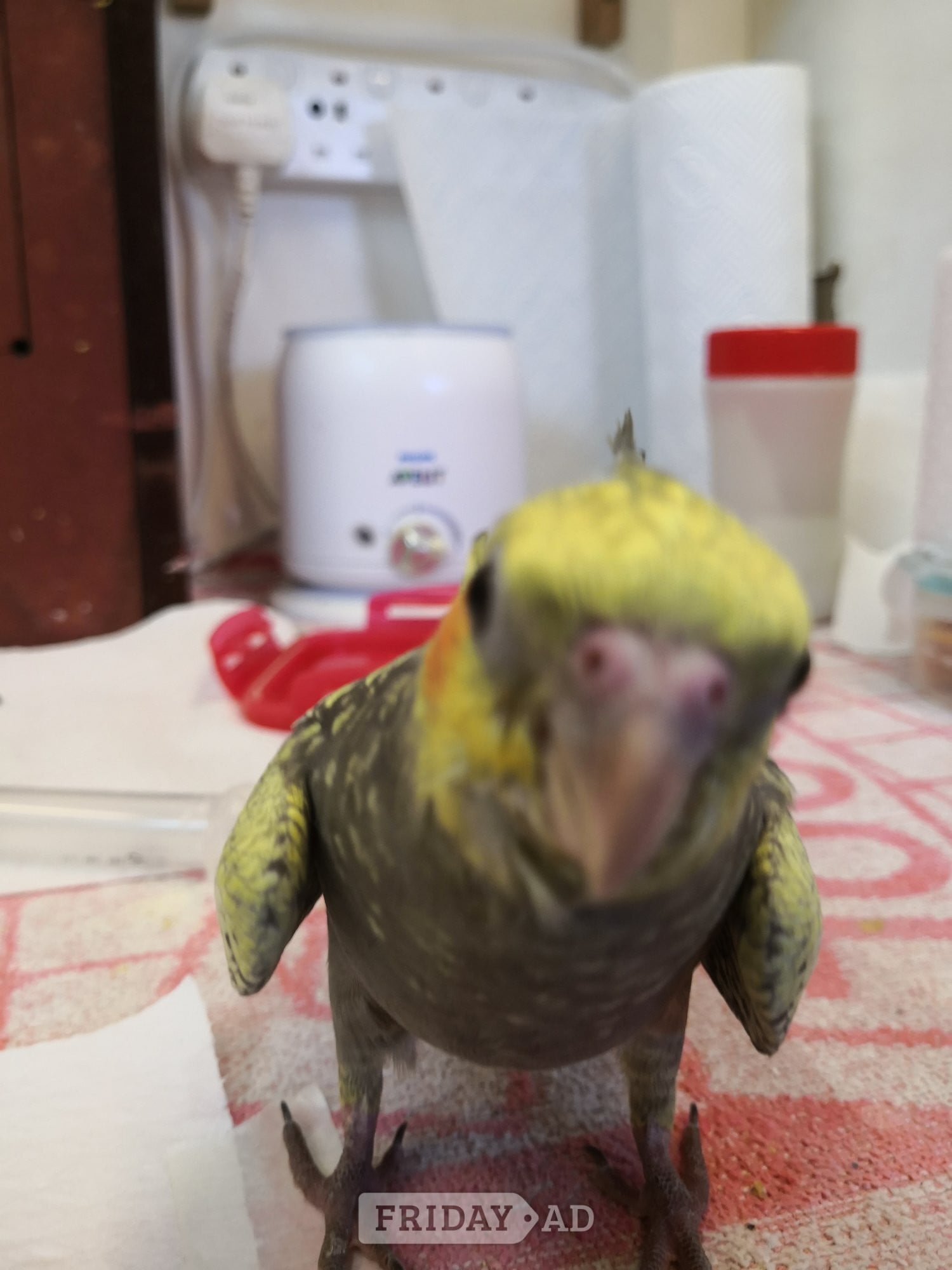 Cockatiel ( 12 weeks old ) Hand Reared  in Seaford