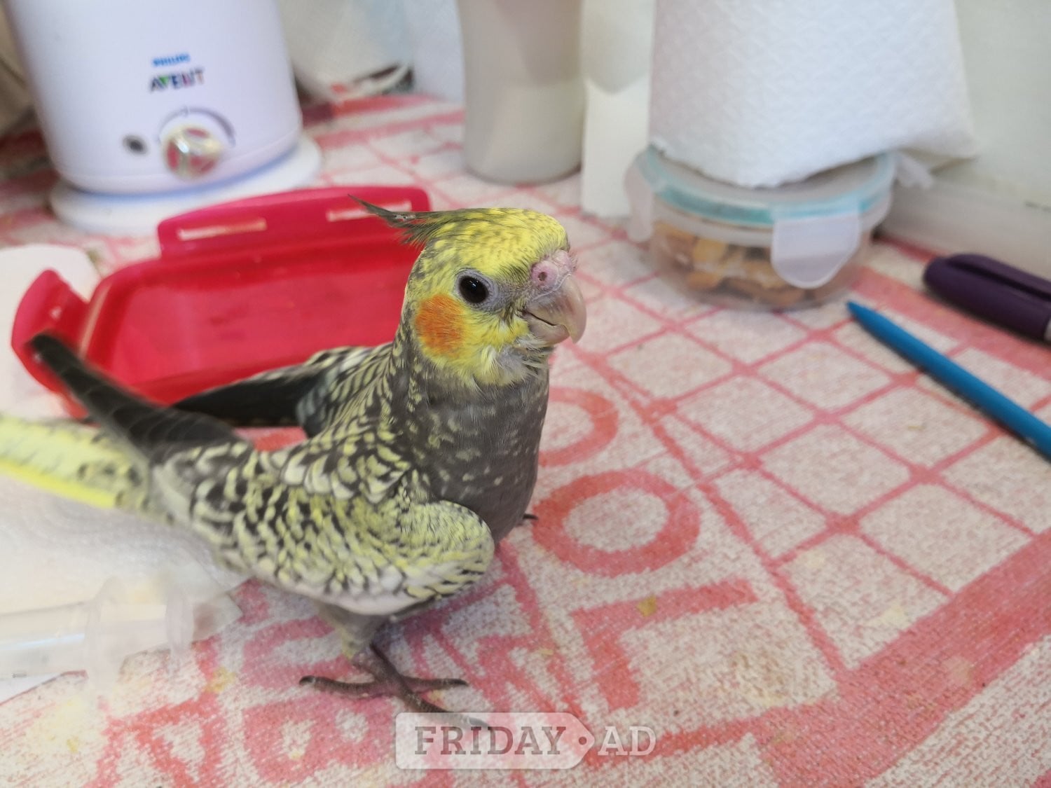 Cockatiel ( 12 weeks old ) Hand Reared 
