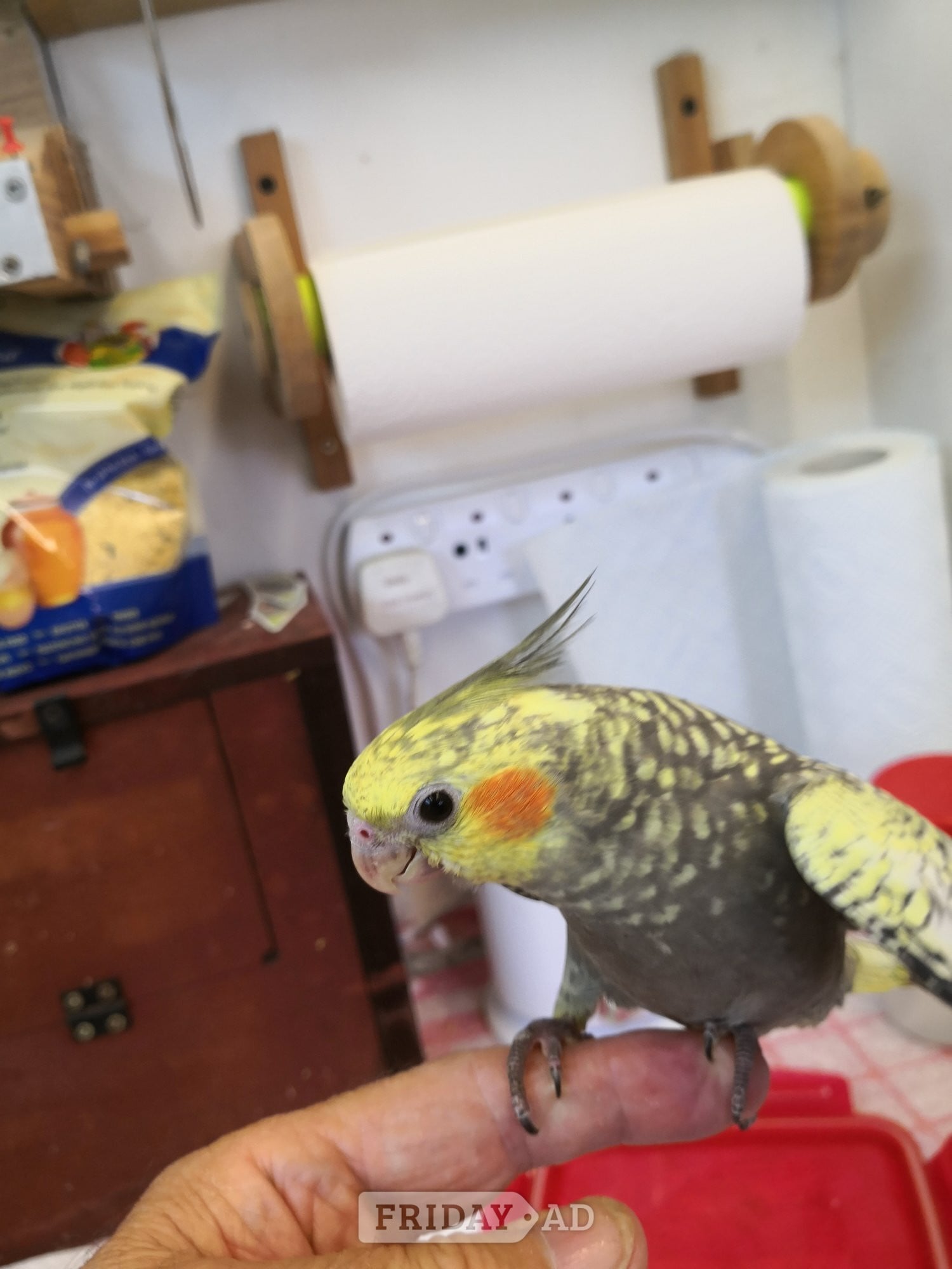 Seaford Cockatiel ( 12 weeks old ) Hand Reared 