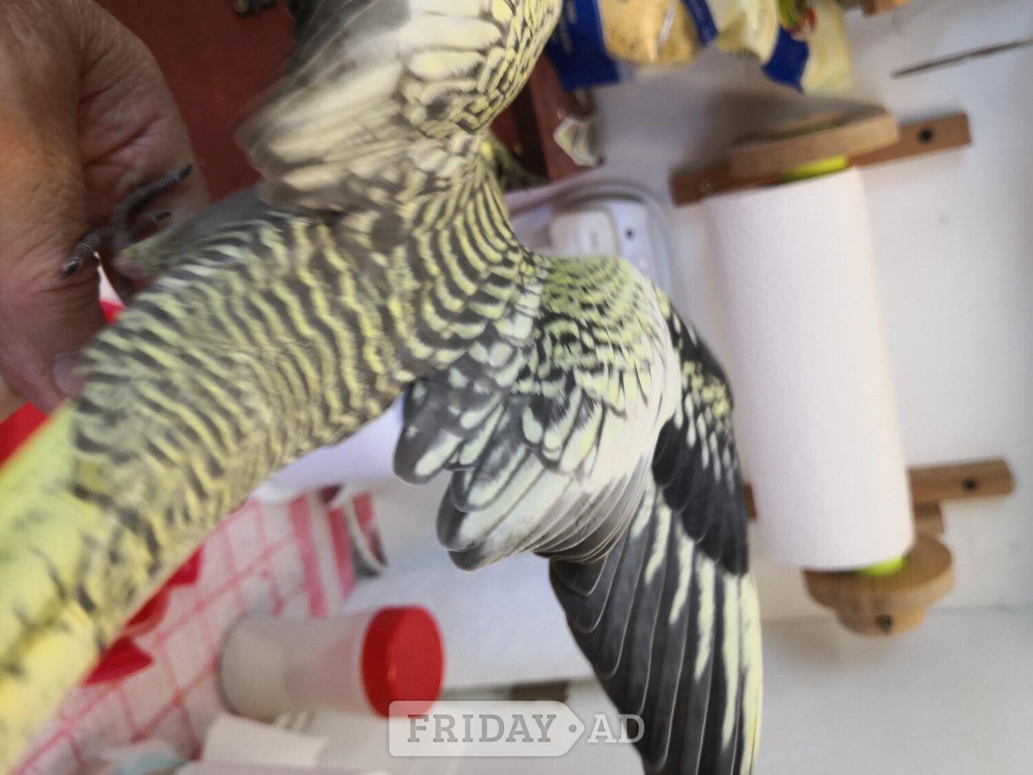 Cockatiel ( 12 weeks old ) Hand Reared  - Birds in Seaford