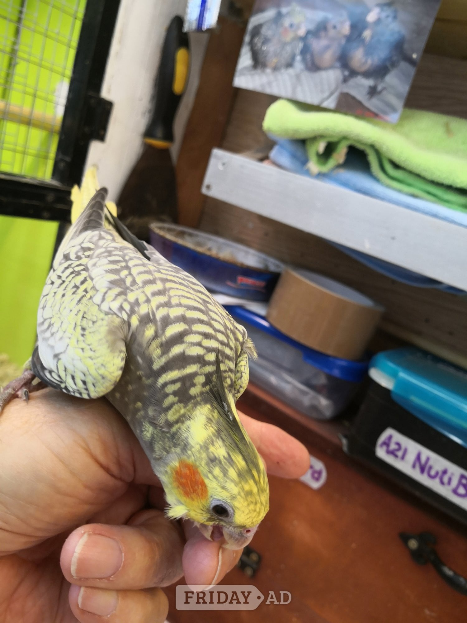 Cockatiel ( 12 weeks old ) Hand Reared  - Birds