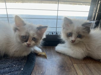 Last 2 available Stunning ragdoll kittens