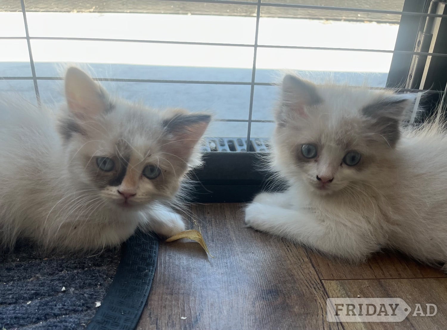 Last 2 available Stunning ragdoll kittens in Harlow