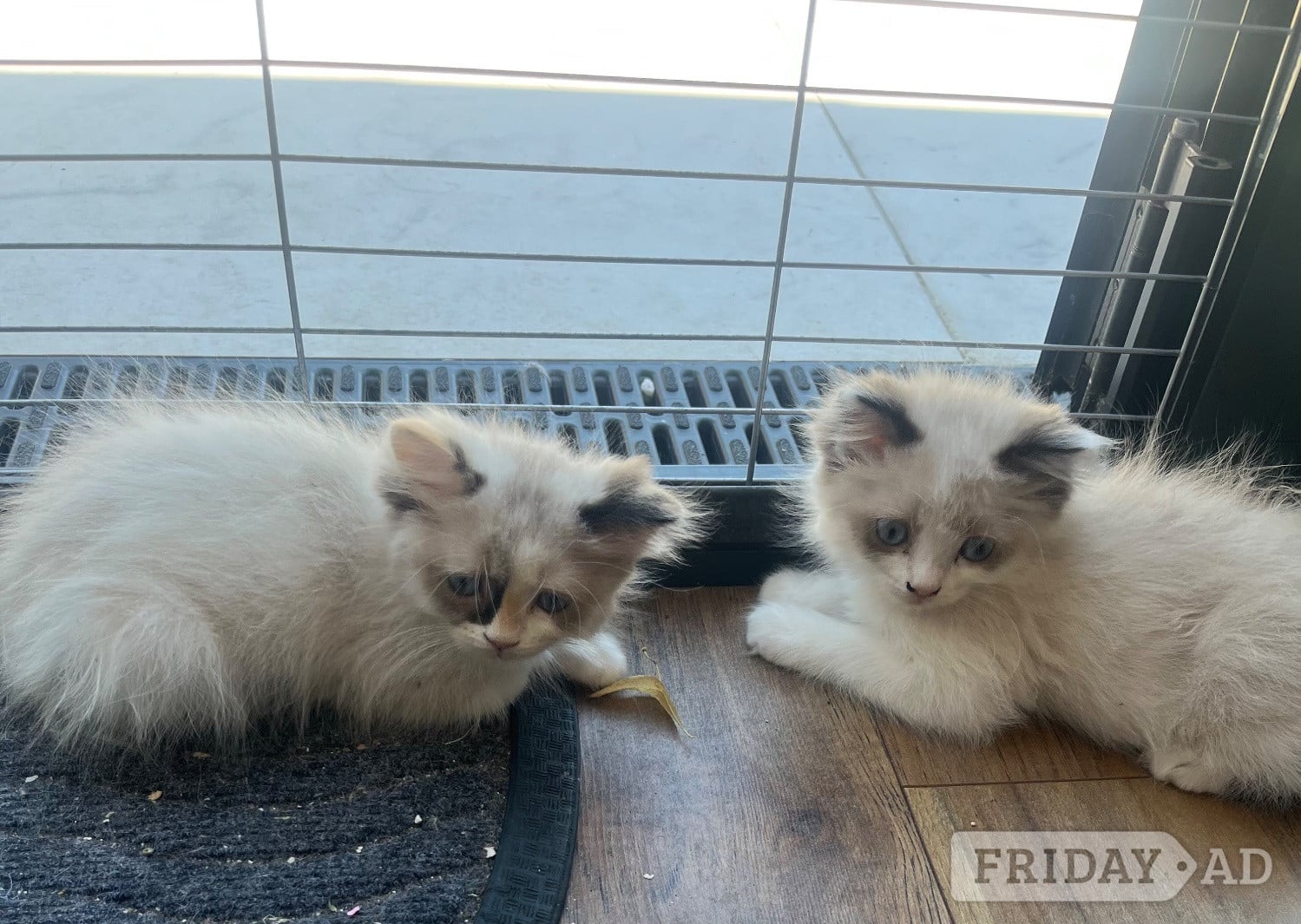 Last 2 available Stunning ragdoll kittens