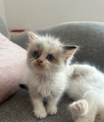 Stunning ragdoll kittens