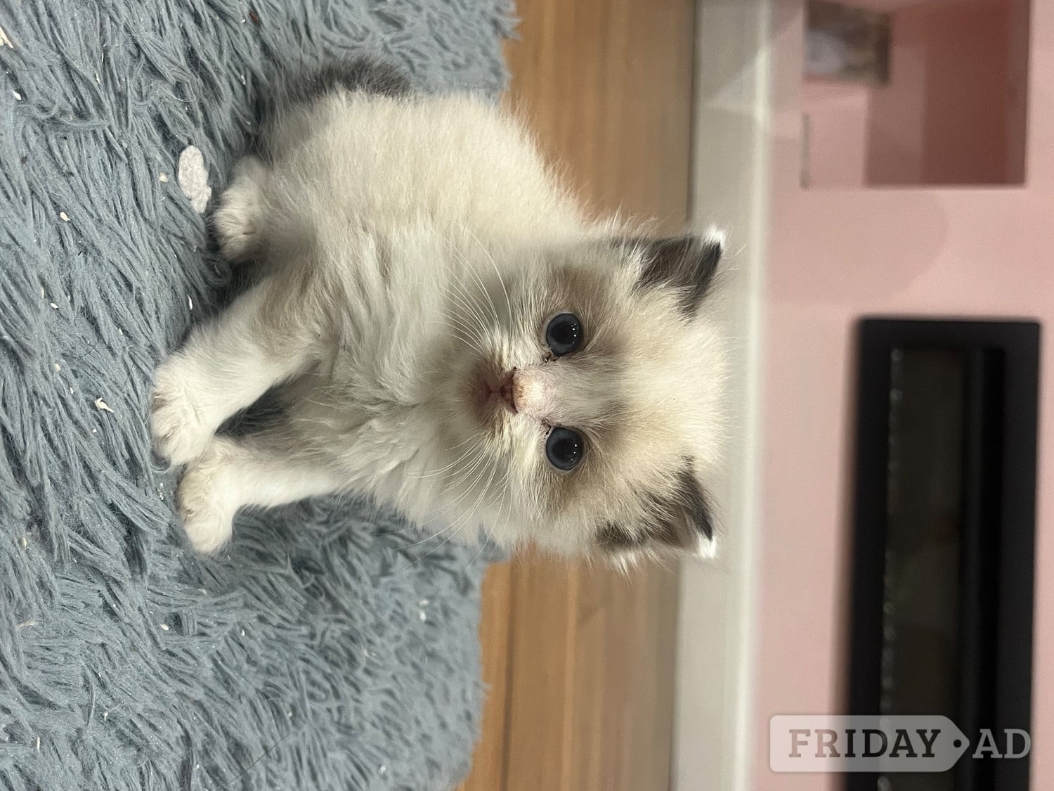 Stunning ragdoll kittens