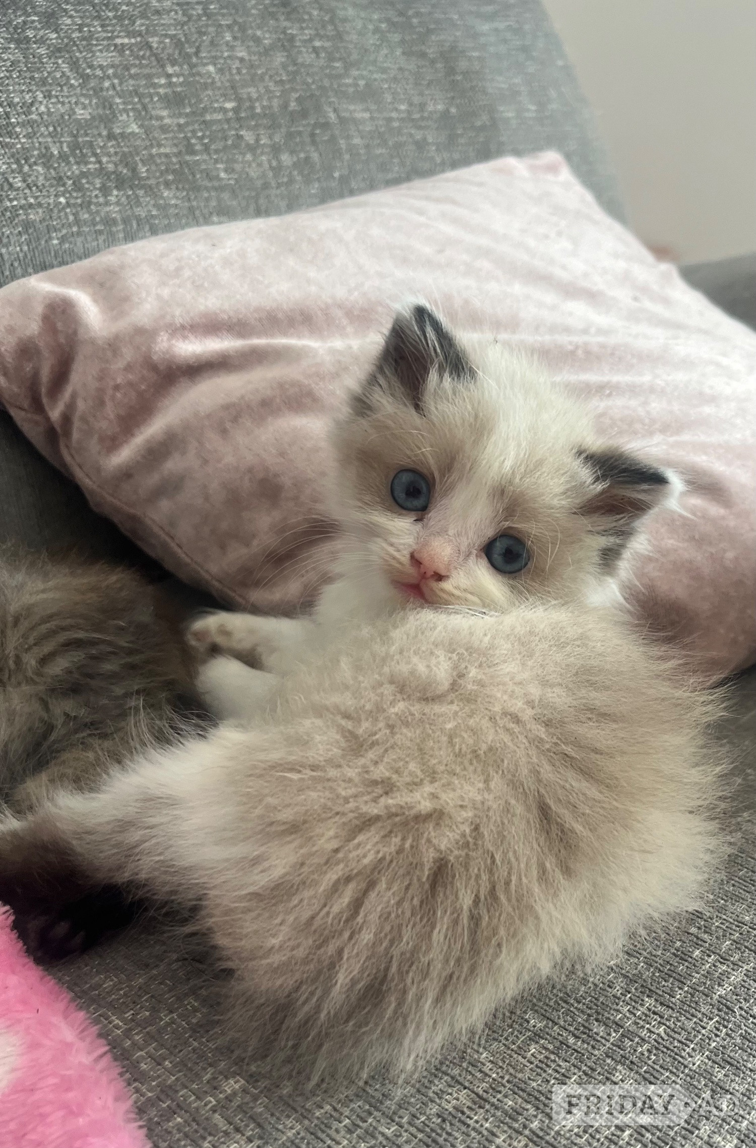 Harlow Stunning ragdoll kittens