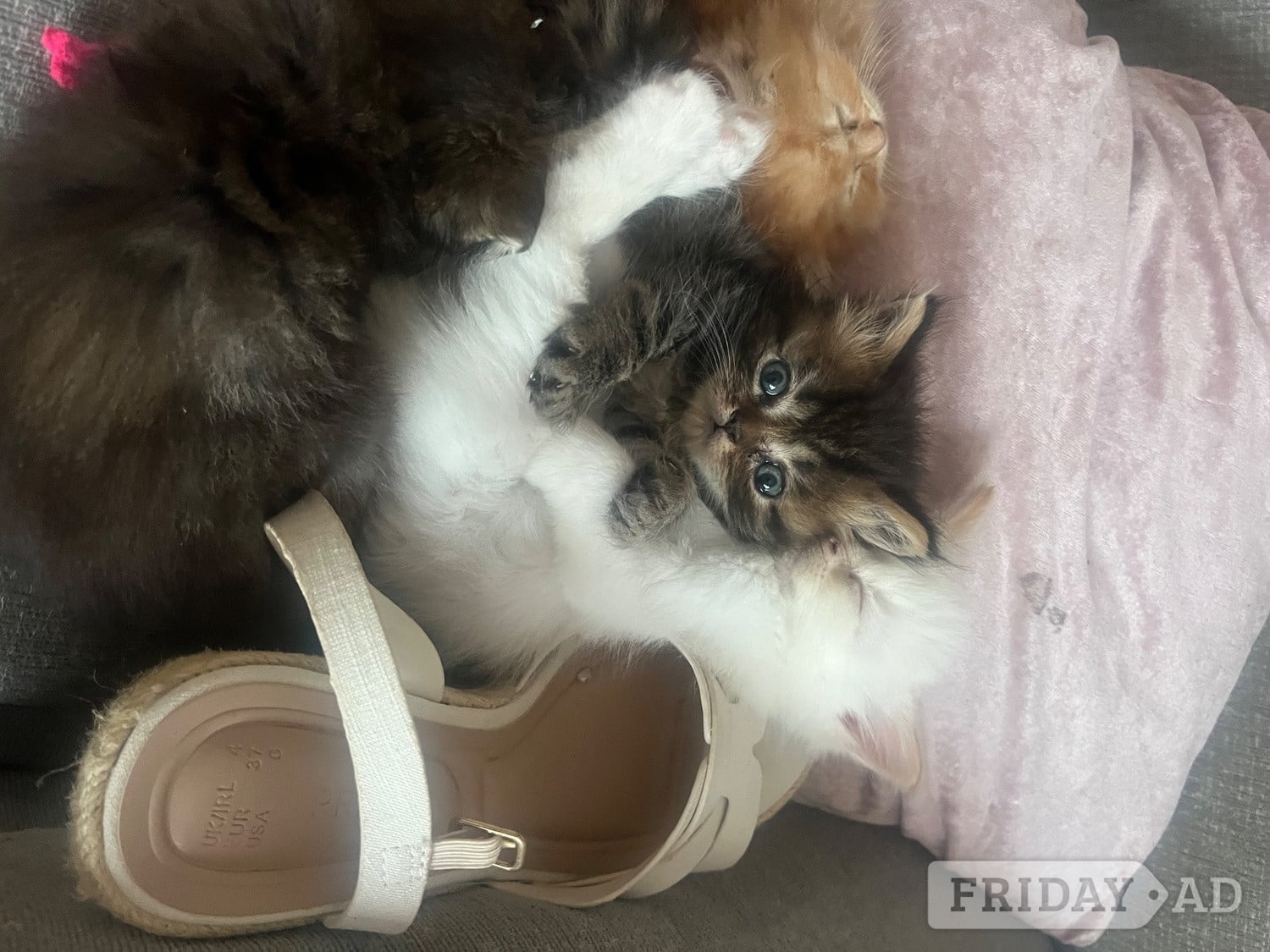 Stunning ragdoll kittens - Cats & Kittens in Harlow