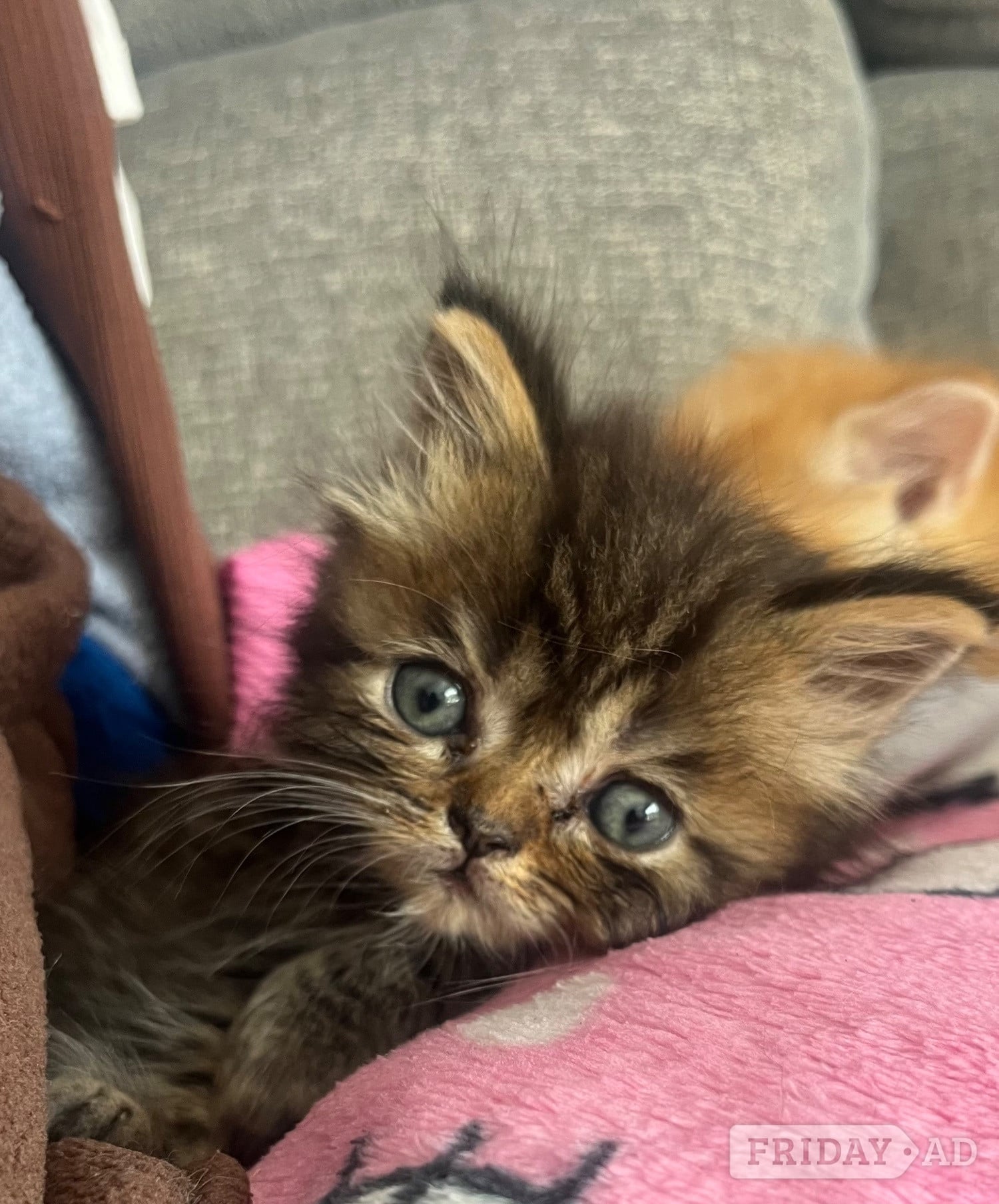 Stunning ragdoll kittens - Cats & Kittens