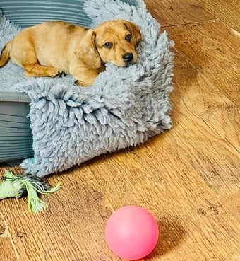 mini dachshund x chihuahua pups