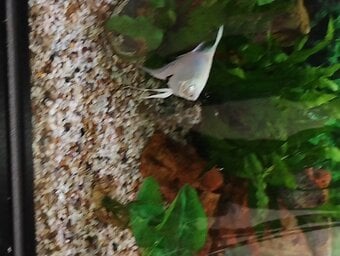 5 Angel fish 