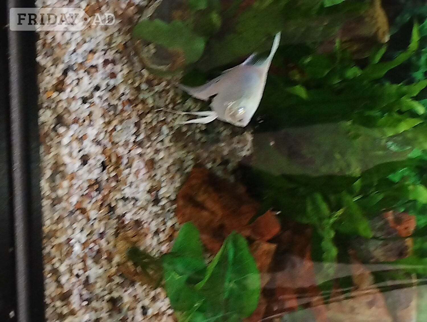5 Angel fish  in Battle