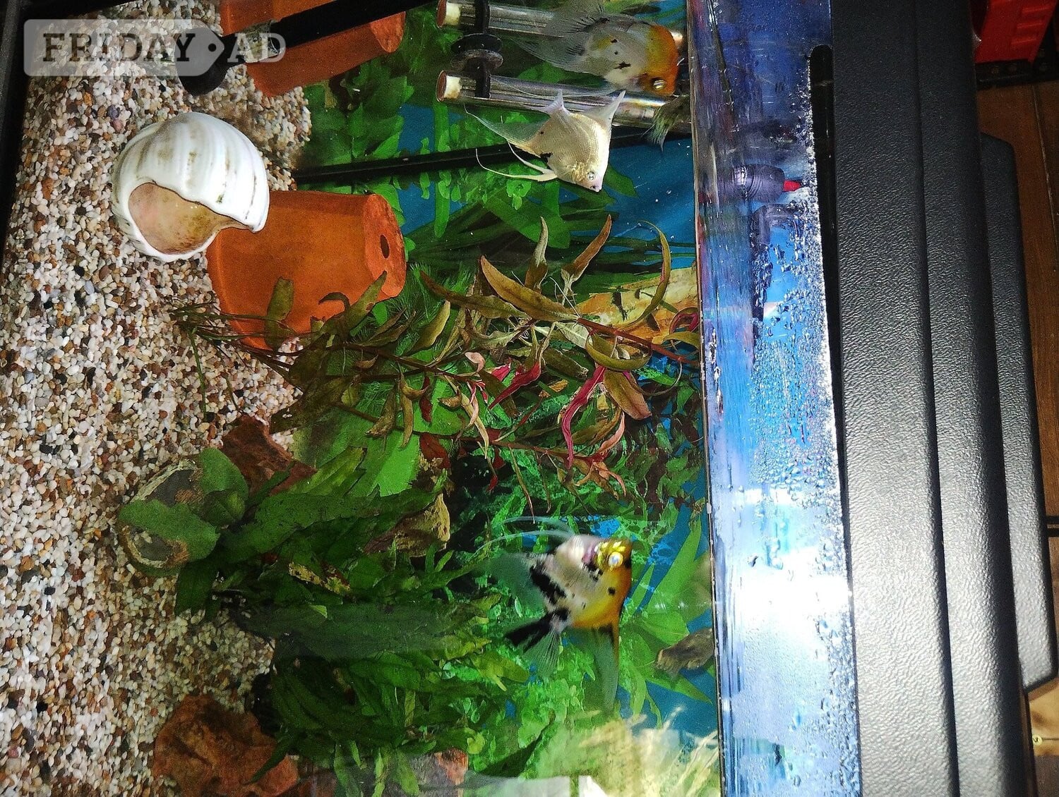 5 Angel fish 