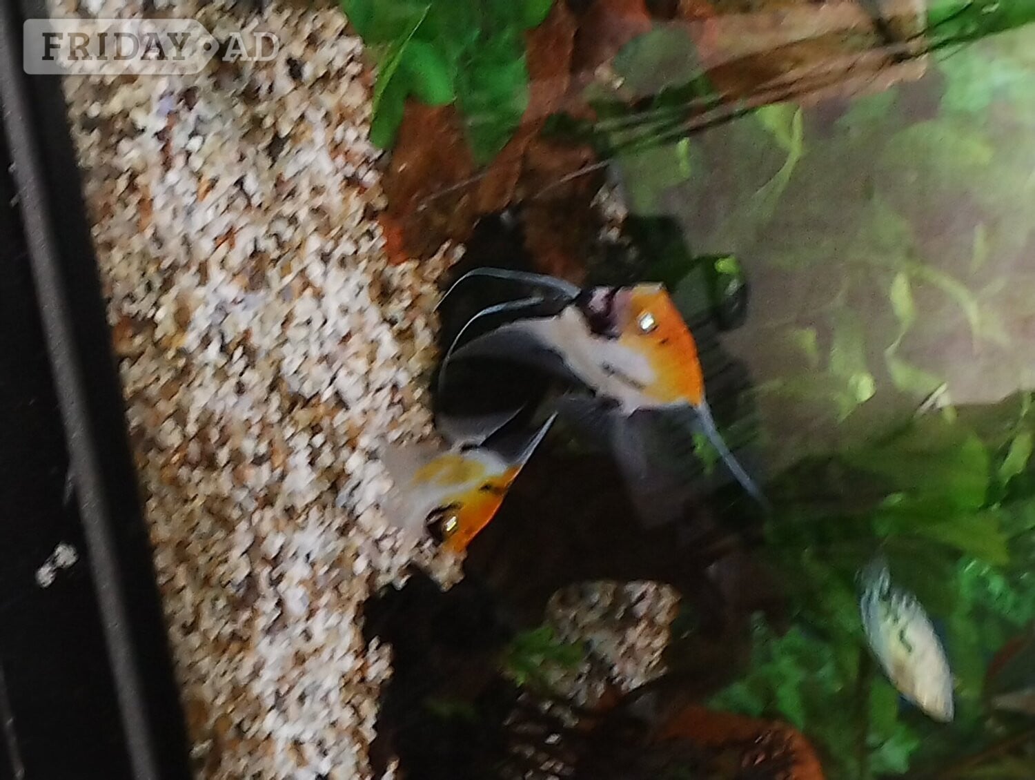 Battle 5 Angel fish 