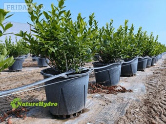 Plastic Berry Grow Pots Wholesale