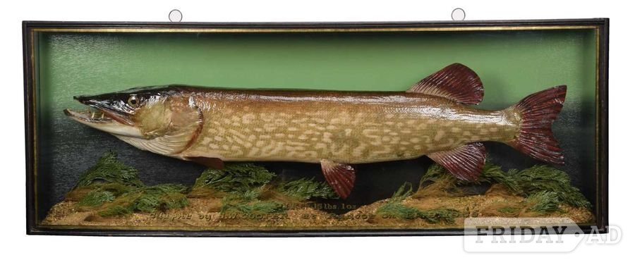 STUFFED FISH WANTED by W.F.HOMER COOPER antique CASED FISH  in Gloucester