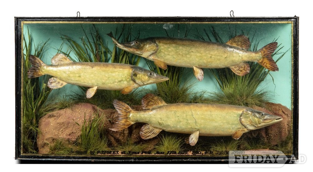 STUFFED FISH WANTED by W.F.HOMER COOPER antique CASED FISH 