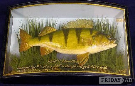 Gloucester STUFFED FISH WANTED by W.F.HOMER COOPER antique CASED FISH 