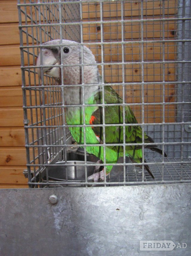 WANTED GREY HEADED CAPE PARROTS  in Abbots Langley
