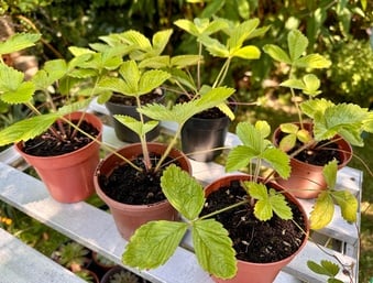 Alpine Strawberry Plants
