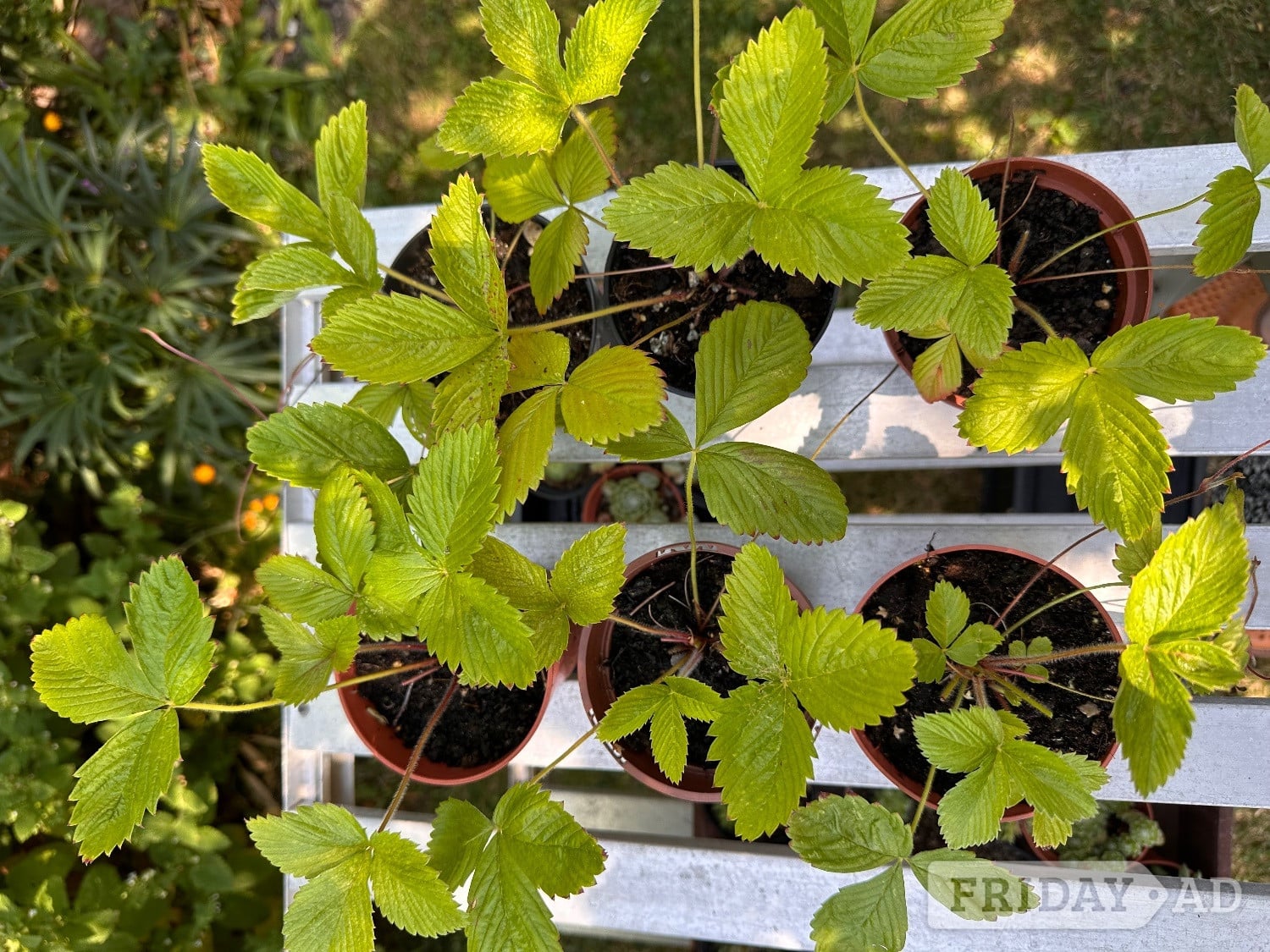 Alpine Strawberry Plants